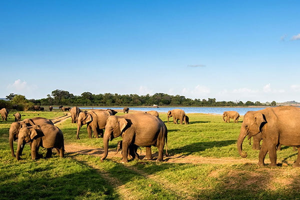Minneriya National Park